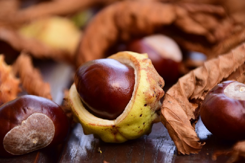 chestnut benefits