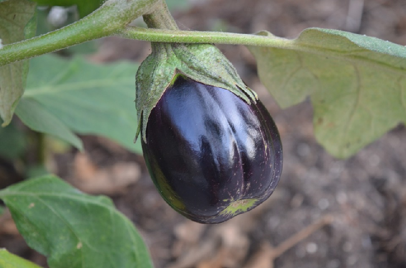eggplant health benefits