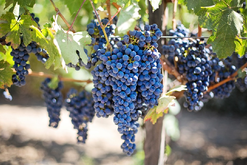 grape health benefits
