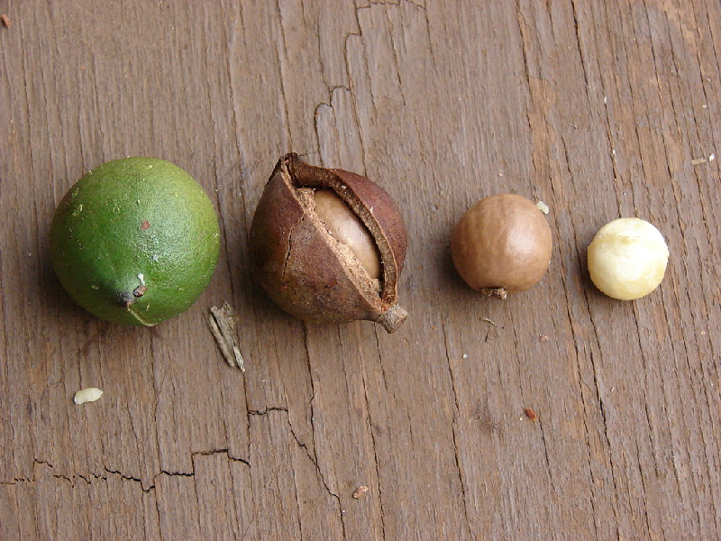 macadamia nuts benefits