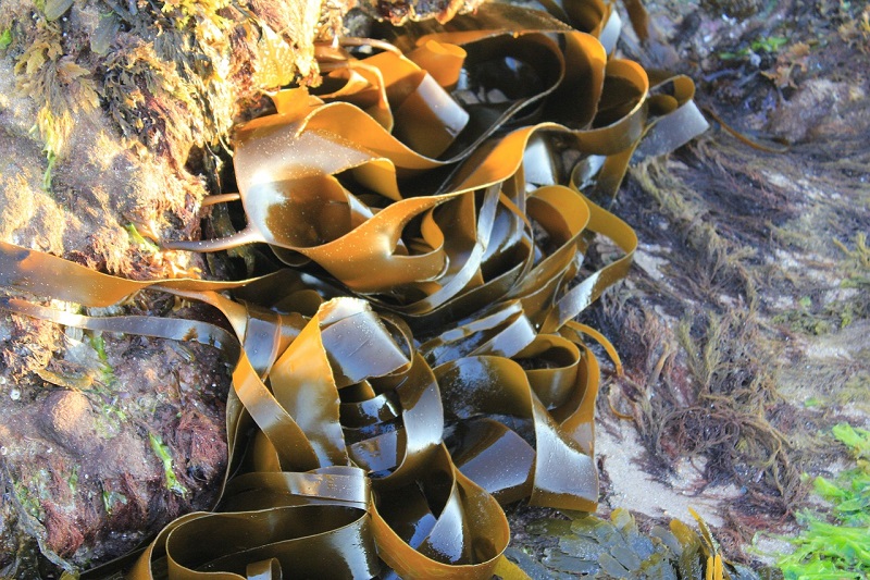 kelp benefits