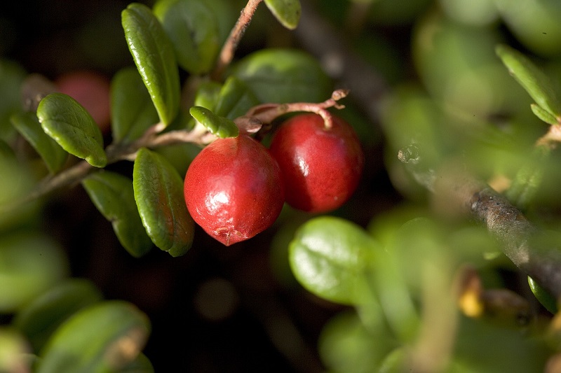 lingonberry benefits