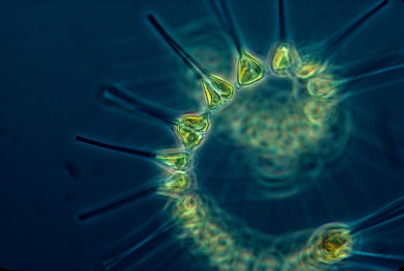 phytoplankton health benefits