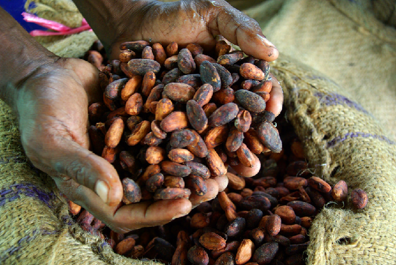 cacao beans health benefits