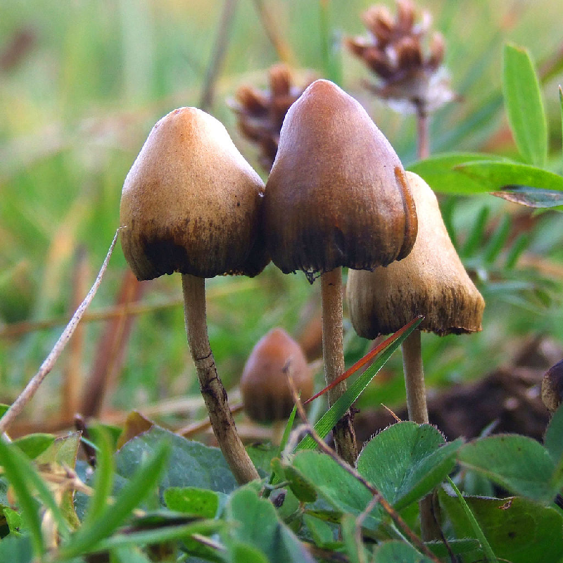 psilocybin mushrooms benefits