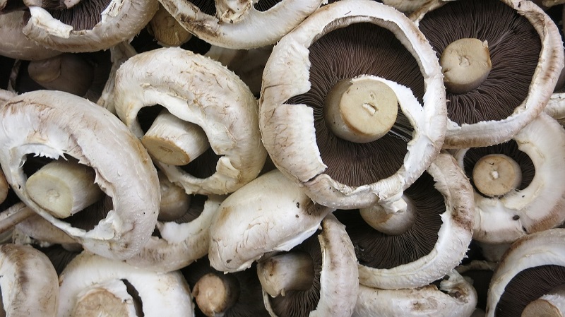 Portobello mushrooms Benefits
