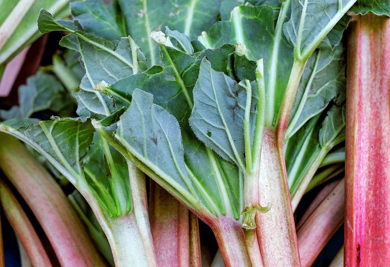 Rhubarb Benefits