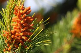 pine pollen FI