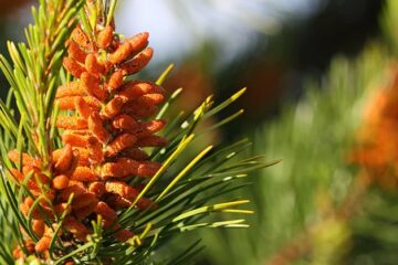 pine pollen FI