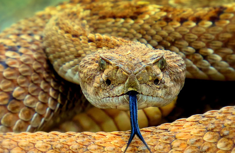 lobelia poisonous snake bite venom