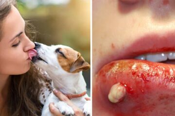 parasites in dogs FI