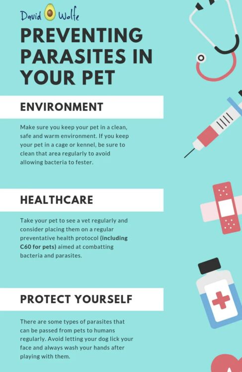parasites in dogs infograph