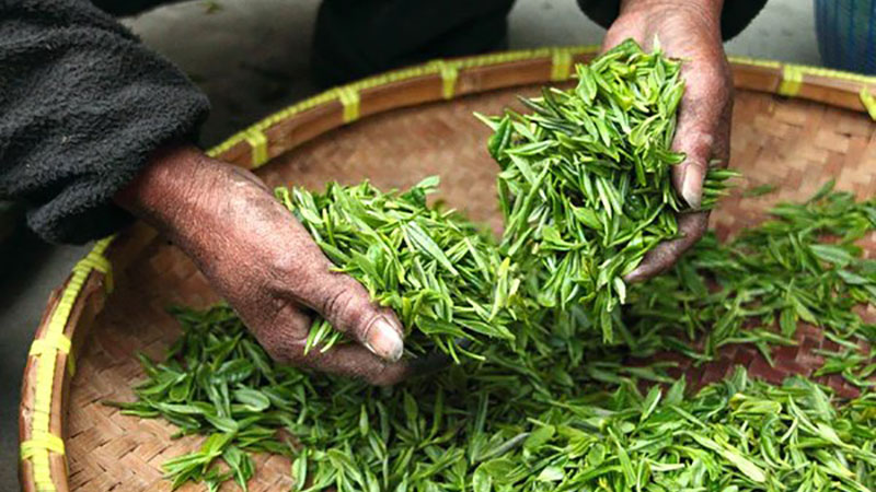 detox tea weight loss green tea leaves