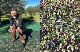 Avocado Wolfe olives olive oil Greece FI