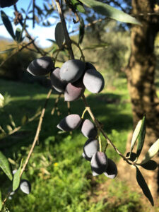 olive oil Rallis olives