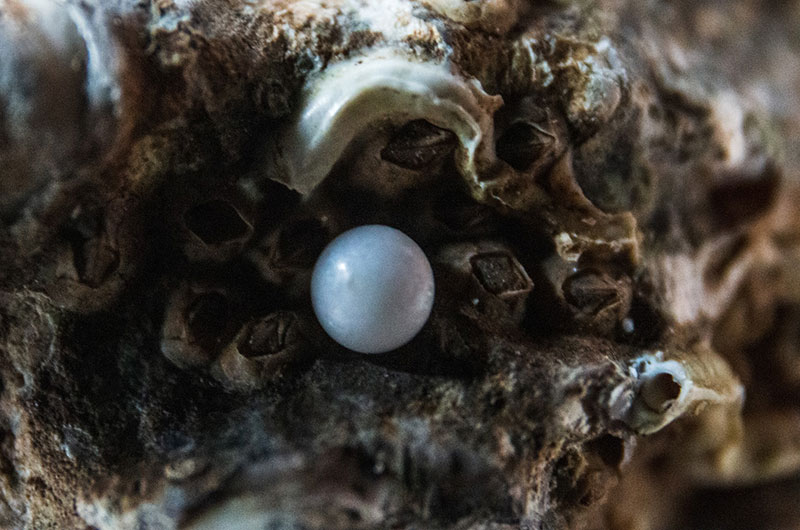 pearl health benefits hidden treasure blue pearl
