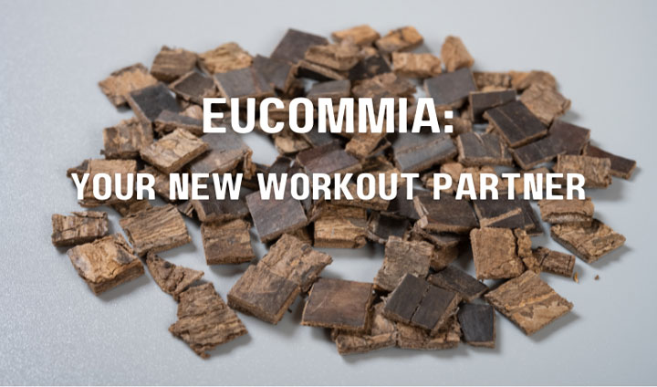 eucommia bark FI