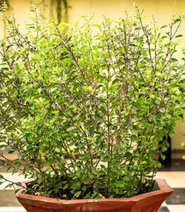 Holy Basil plant tulsi potted plant