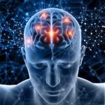 mucuna pruriens brain highlight