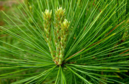 pine needles FI
