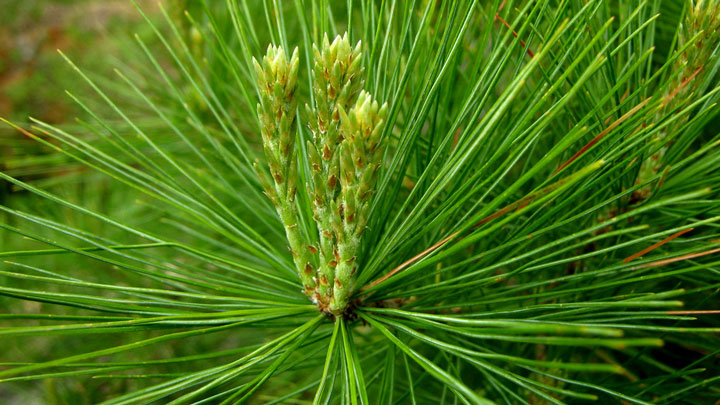 pine needles FI